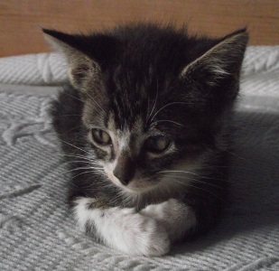 Bild von Nera