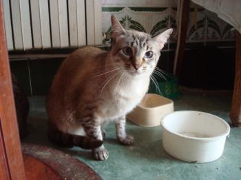 Chopi Bild von Chopi