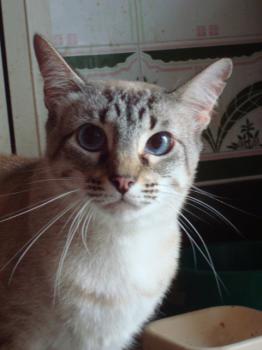 Chopi Bild von Chopi