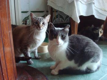 Chopi Bild von Chopi