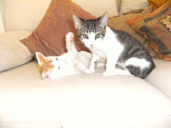 Bowie und Potri Bild von Bowie