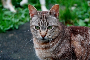Barry Bild von Barry