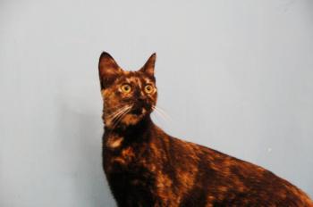 Kiru Bild von Kiru