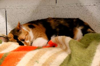 Bild von Sweety - Five