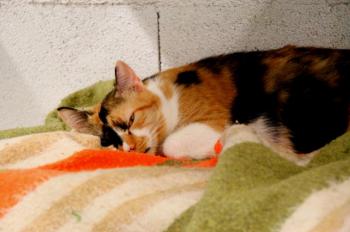 Bild von Sweety - Five