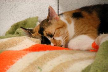 Bild von Sweety - Five