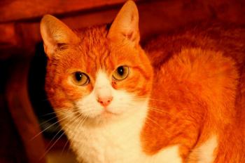 Judith Bild von Judith