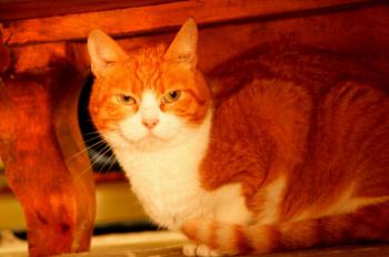 Judith Bild von Judith