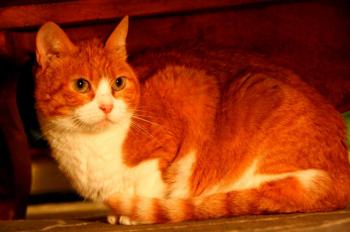 Judith Bild von Judith