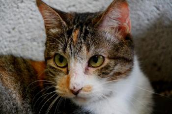 Arizona Baby Bild von Arizona Baby