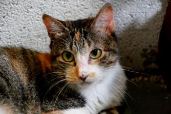 Arizona Baby Bild von Arizona Baby