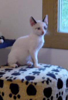 Bild von Poncho