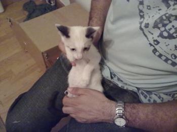 Bild von Poncho