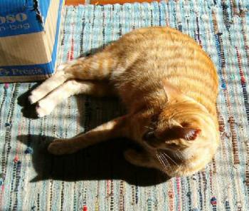 Benito Bild von Sugar