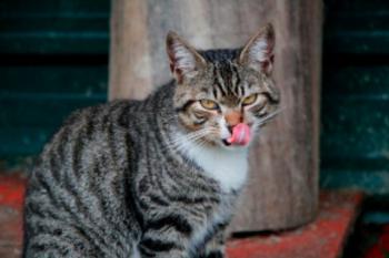 Manolo Bild von Manolo