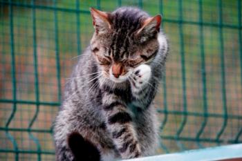 Manolo Bild von Manolo