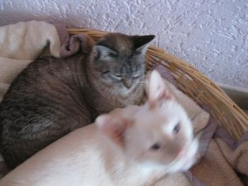 Cashew Luna Bild von Cashew