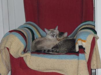 Pixie Bild von Pixie