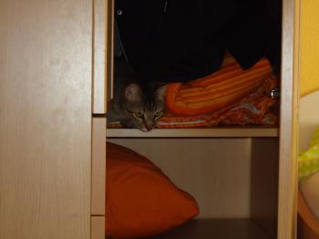 Pixie Bild von Pixie