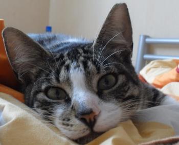 Hemingway Bild von Hemingway