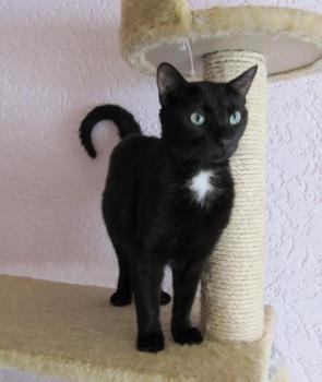 Blacky Bild von Blacky