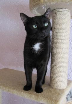 Blacky Bild von Blacky