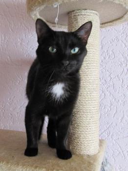 Blacky Bild von Blacky