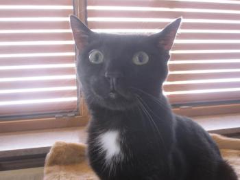 Blacky Bild von Blacky