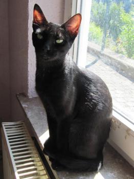 Noir Bild von Noir