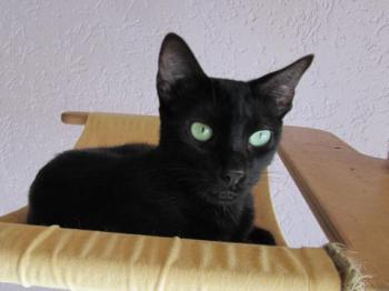 Noir Bild von Noir