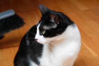 Bild von Bruce