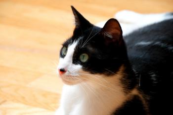 Bild von Bruce