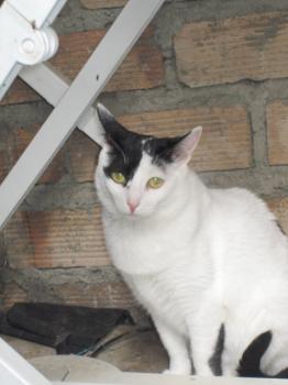Osita Bild von Osita
