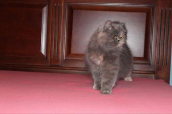 Xana Bild von Xana