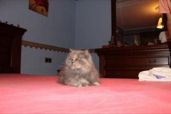 Xana Bild von Xana