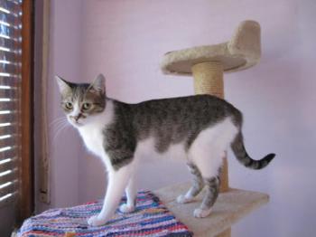 Xiba Bild von Xiba
