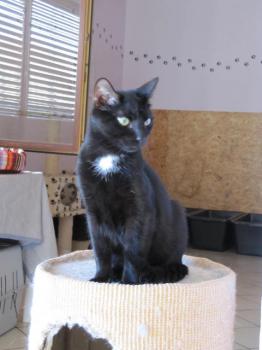 Blacky Bild von Blacky