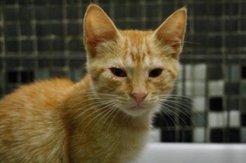 Eureka Bild von Eureka