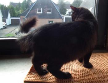 Alice Bild von Alice