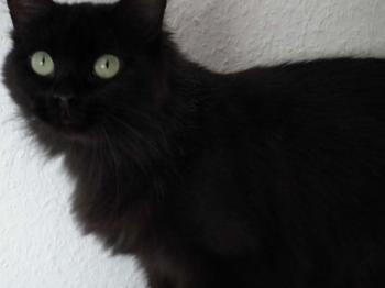 Alice Bild von Alice