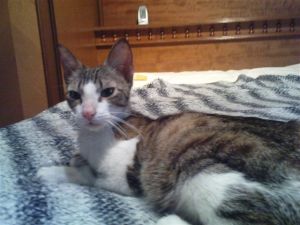 Bild von Olimpia
