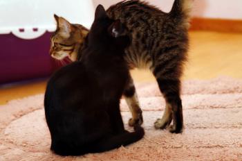 Bild von Bagheera