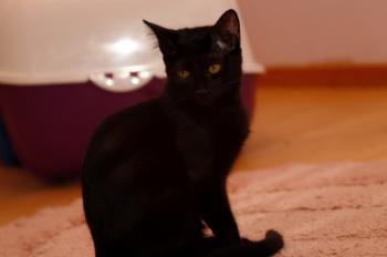 Bild von Bagheera