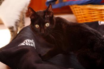 Bild von Batman