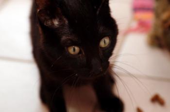 Bild von Batman