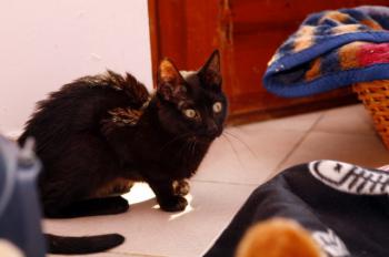 Bild von Batman