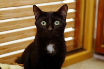 Blacky Bild von Blacky