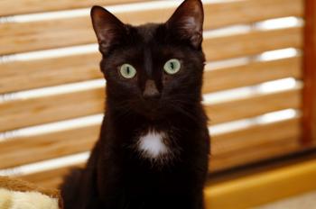 Blacky Bild von Blacky
