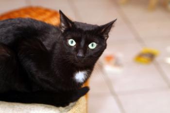 Blacky Bild von Blacky