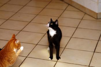 Jerry Bild von Jerry